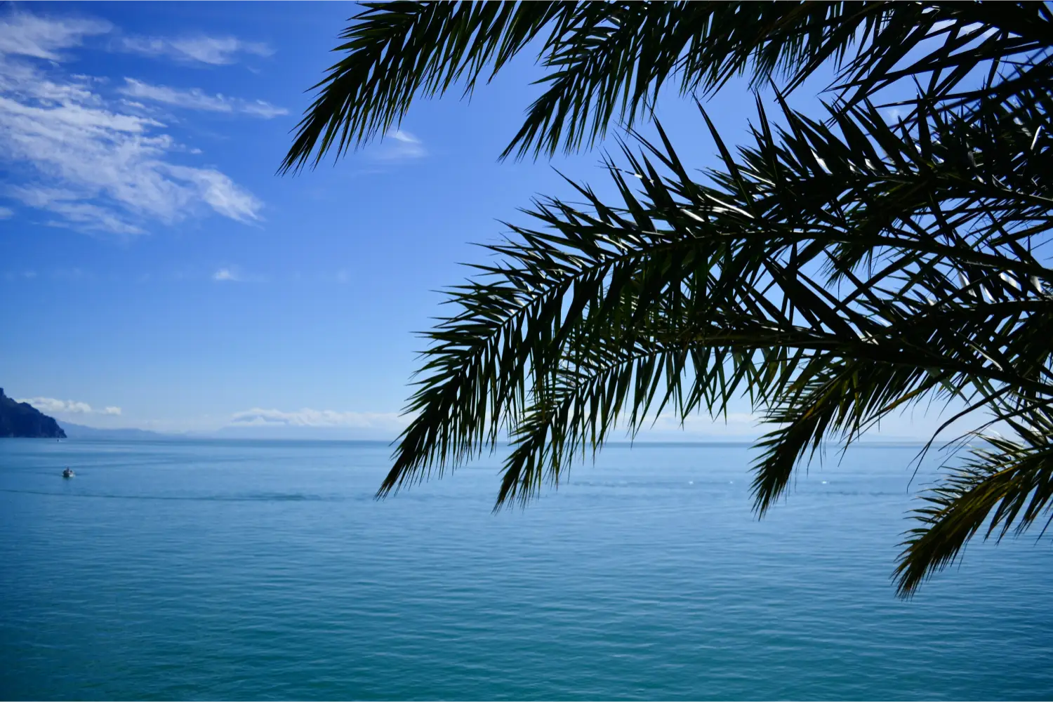 Die Blätter einer Pinie neben dem blauen Meer von Telendos