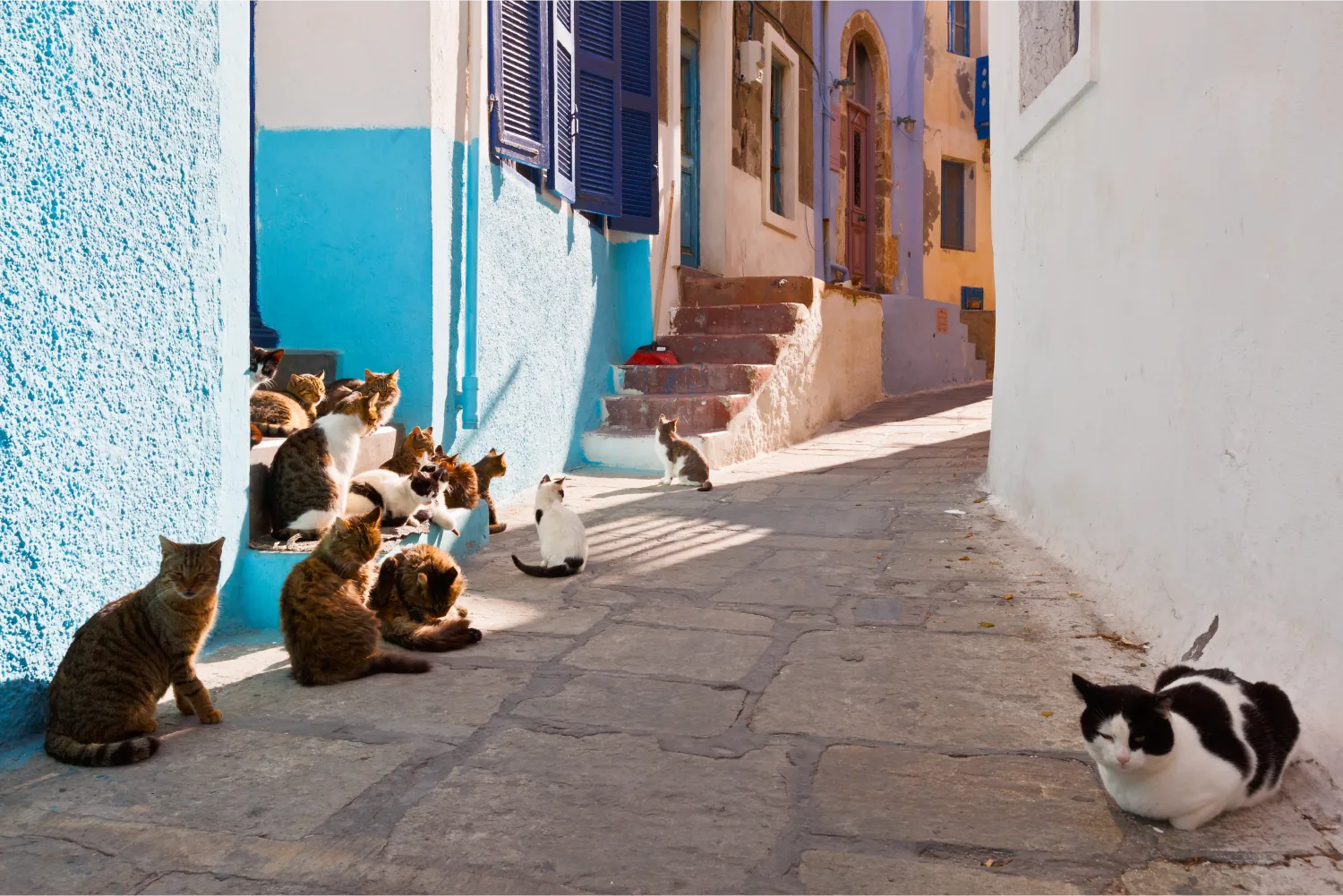 Katzen in einer Straße des Dorfes Mandraki in Nisyros