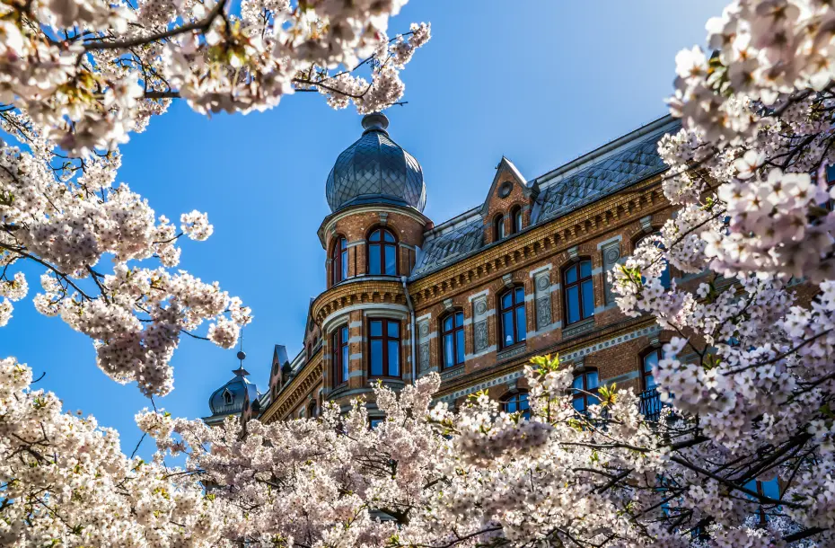 Blühende Kirschbäume in Göteborg umgeben den Rahmen, während sich im Hintergrund ein Gebäude mit atemberaubender Architektur befindet