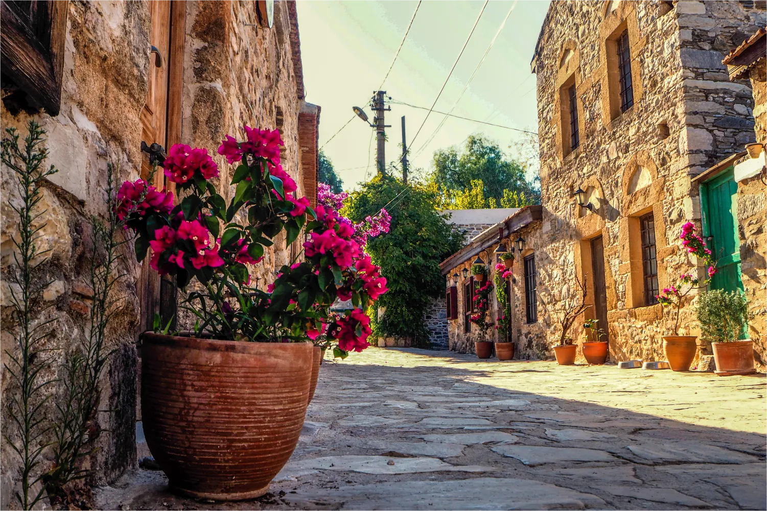 blumen an straße in datca image