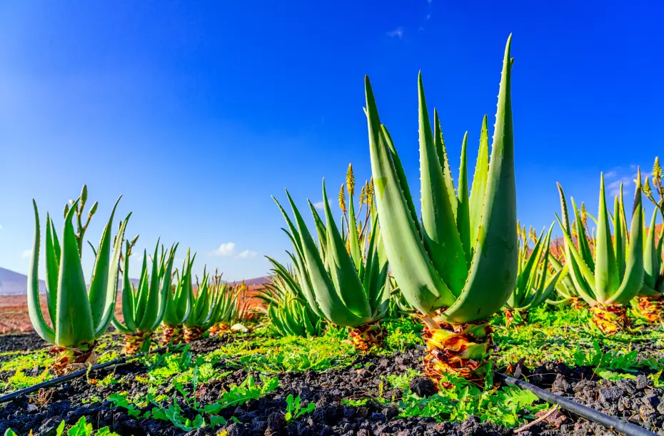 Aloe Vera Pflanzenfeld auf Fuerteventura