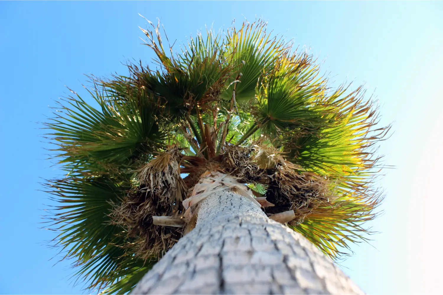 Ein Pinienbaum in Kardamena