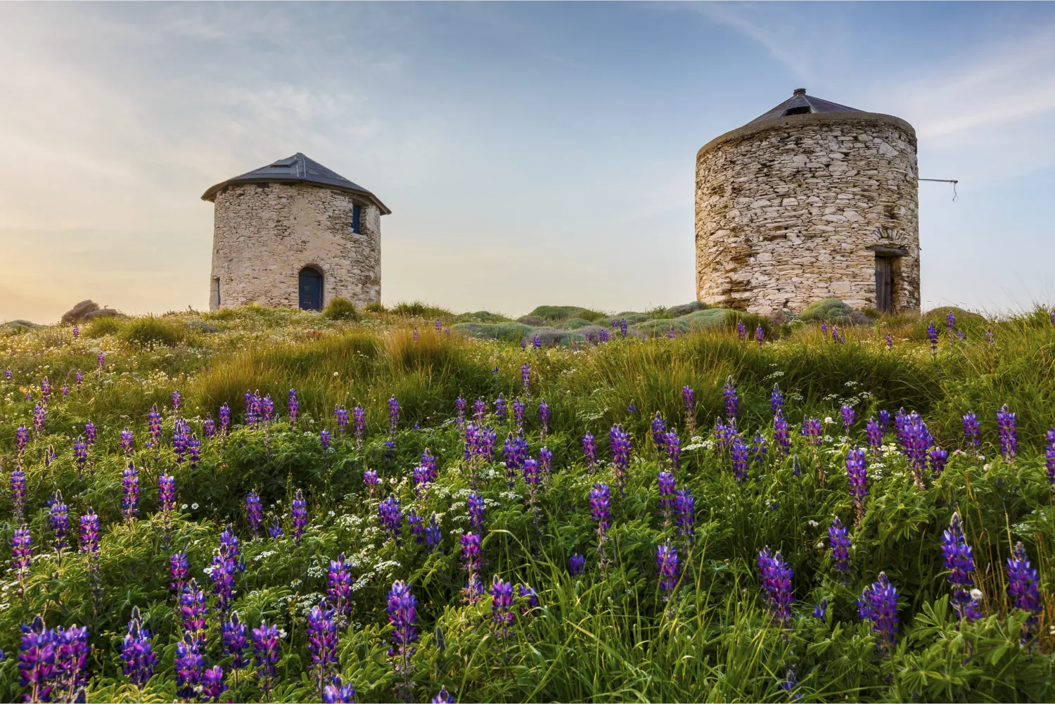 Windmühlen von Fourni und Frühlingsblumen auf der Insel Fourni, Griechenland