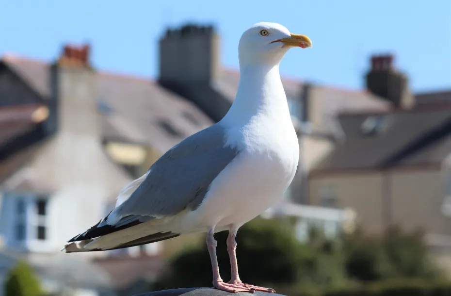 Möwe steht auf dem Dach eines Hauses in Holyhead, Wales