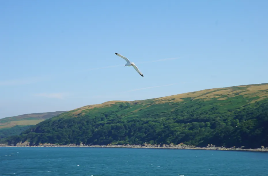 Eine Möwe fliegt über die Küste von Cairnryan