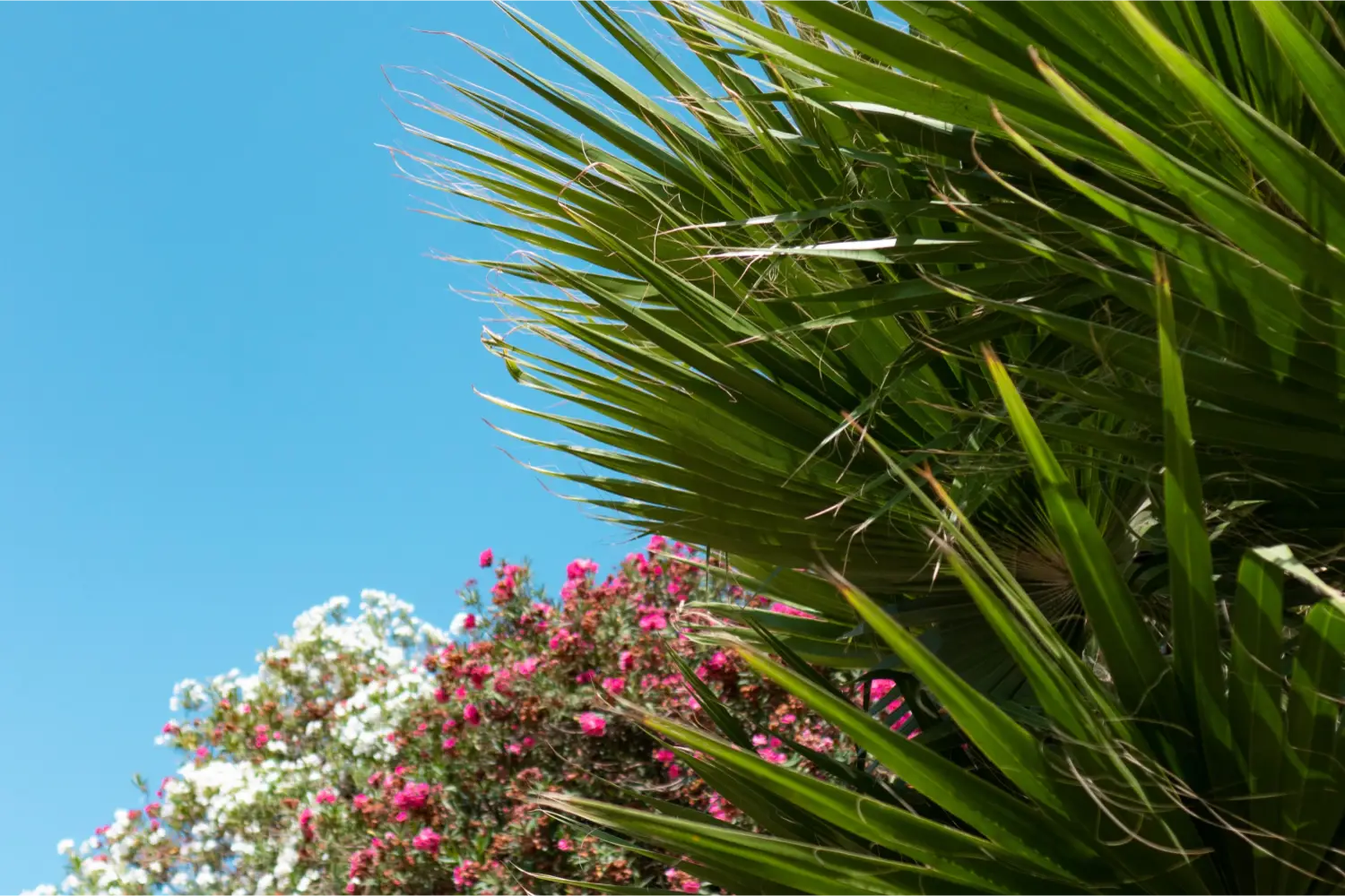 Farbenfrohe Blumen und eine Pinie mit dem blauen Himmel im Hintergrund in Tilos