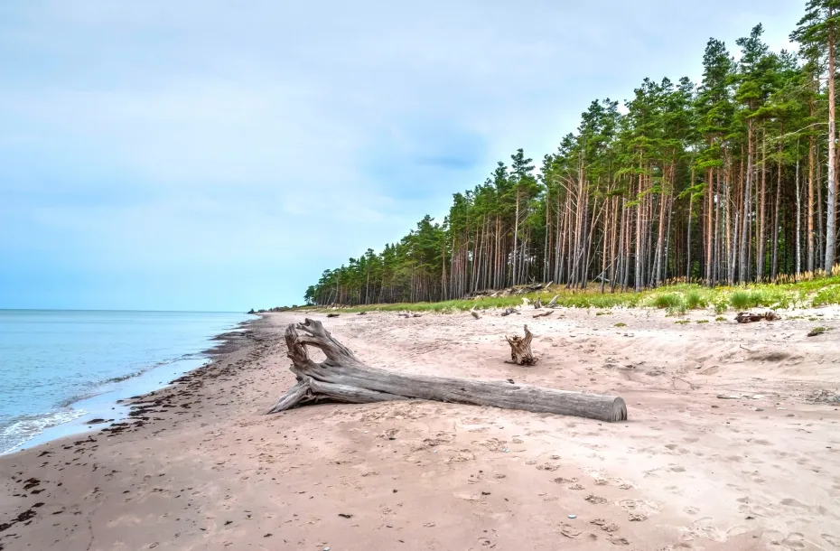 Malerischer Strand mit Wald in Liepaja, Lettland